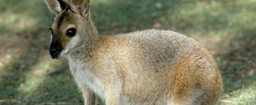 Wallabies