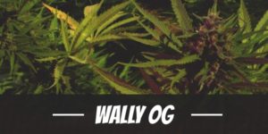 Wally OG
