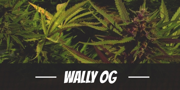 Wally OG