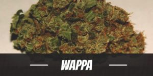 Wappa