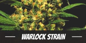 Warlock Strain