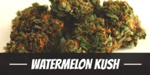 Watermelon Kush