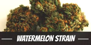 Watermelon Strain