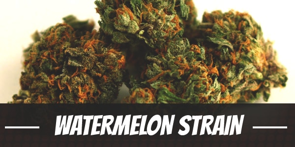 Watermelon Strain