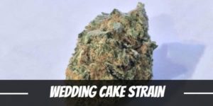 Wedding Cake Strain