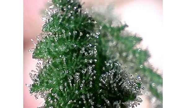 Week 6 trichromes Gold Leaf
