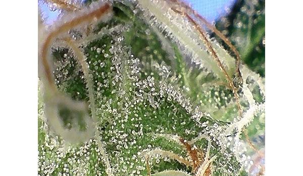 Week 7 trichromes Gold Leaf