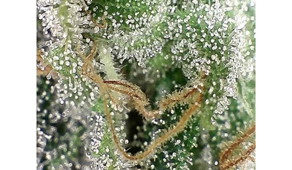 Week 8 trichromes Gold Leaf