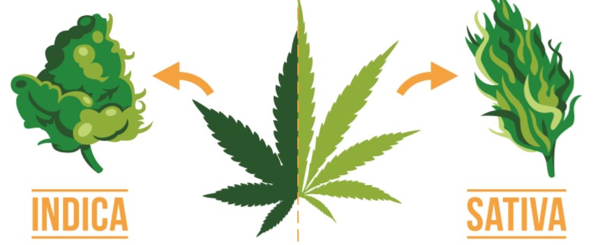 What are its strains