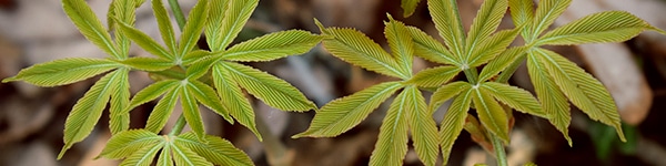 What Is Micro Growing?