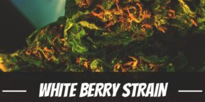 White Berry Strain