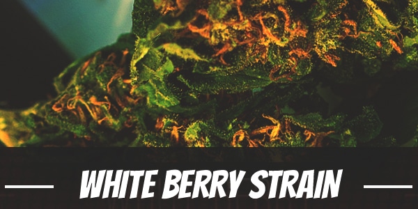 White Berry Strain