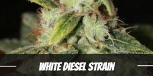 White Diesel. Strain