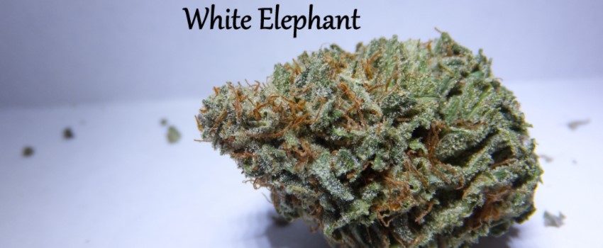 White Elephant Effects