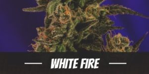 White Fire