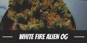 White Fire Alien OG