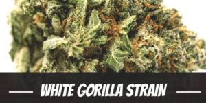 White Gorilla Strain