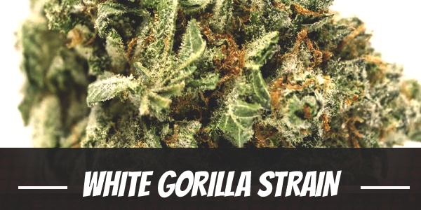 White Gorilla Strain