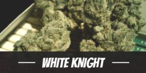 White Knight