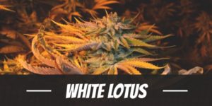 White Lotus