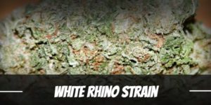 White Rhino Strain