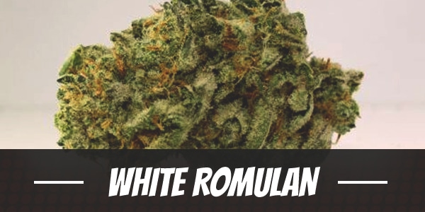 White Romulan
