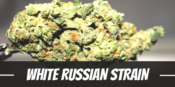 White Russian Strain