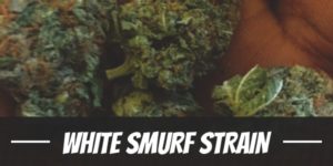 White Smurf Strain
