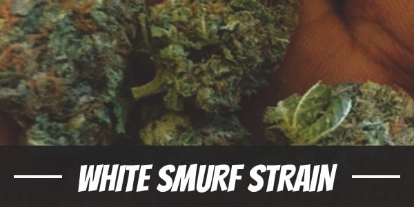 White Smurf Strain