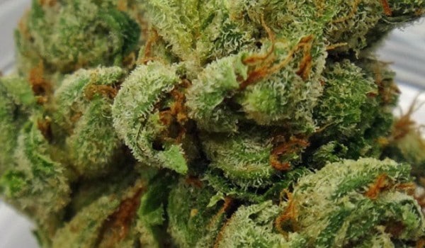 White Walker Strain Effects
