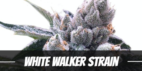 White Walker Strain