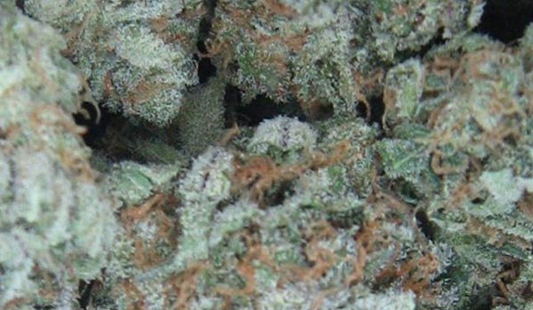 White Widow Strain