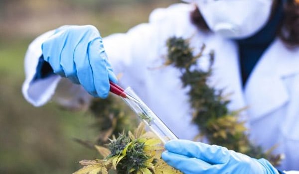 Who Decides If I’m Eligible for Canada’s ACMPR Program