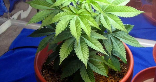 Why coco coir for cannabis