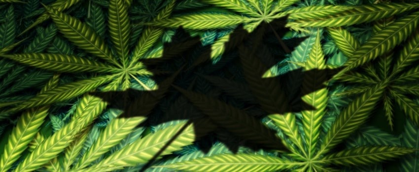 Why did the Government of Canada legalize Marijuana?