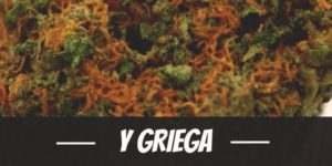 Y Griega