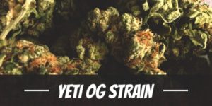 Yeti OG Strain