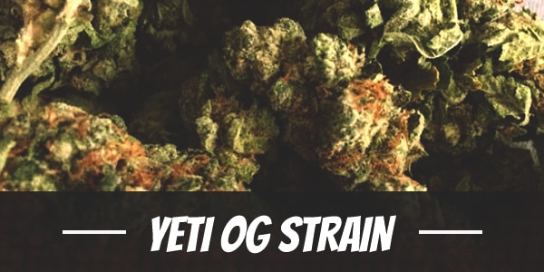 Yeti OG Strain