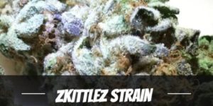 Zkittlez cannabis Strain