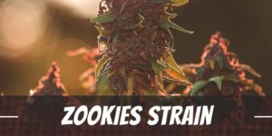 Zookies Strain