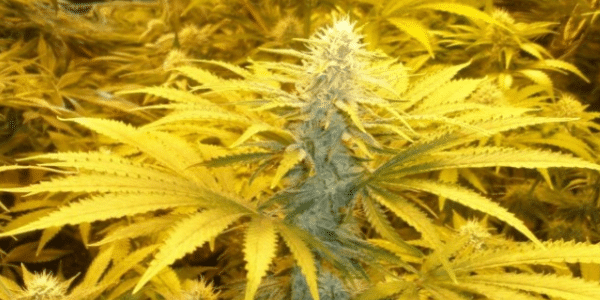 Growing Afghani Strain