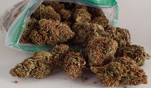 airy and loose cannabis buds