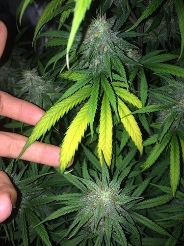 plant-with-deficiency