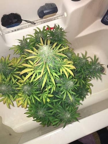 beautiful-buds