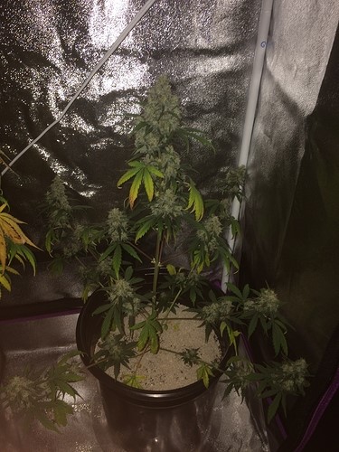 plant-inside-black-pot