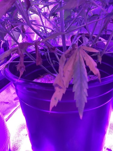 lower-leaves-are-dying