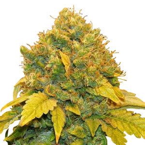 Banana Kush Indoor Seeds
