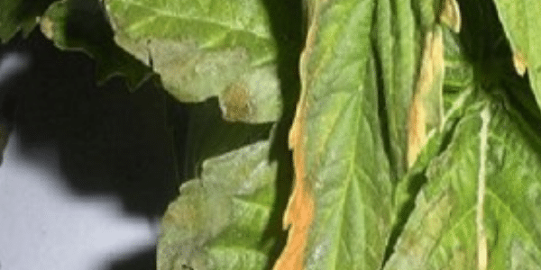 cannabis nutrient burn