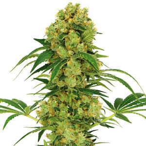 high yield plant