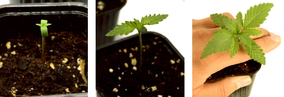 transplating weed